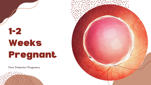 Weeks 1 And 2 Of Pregnancy Understanding Early Development Symptoms Weeks 1 And 2 Of Pregnancy Understanding Early Development Symptoms