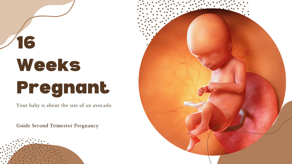 16 Weeks Pregnant