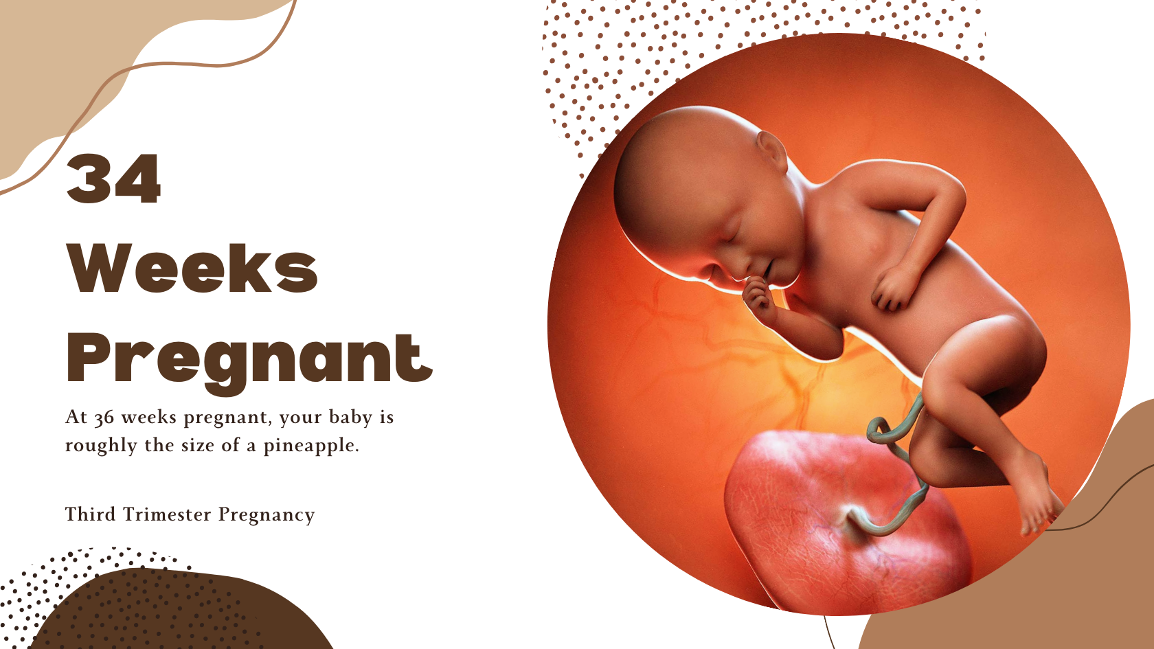 Week 34 34 Weeks Pregnant: Weekly Development & Symptoms